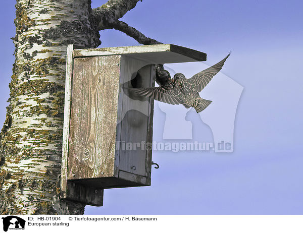 Star / European starling / HB-01904