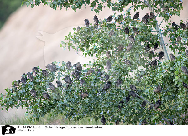 sitting Starling / MBS-19858
