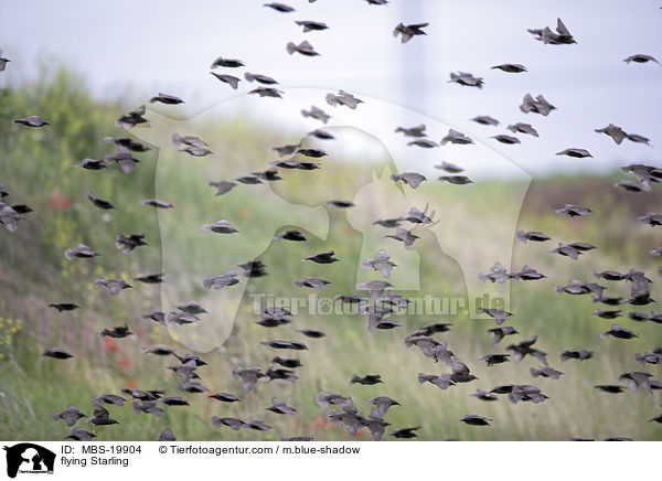 fliegende Stare / flying Starling / MBS-19904