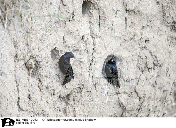 sitzende Stare / sitting Starling / MBS-19953