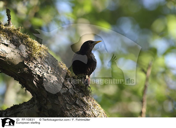 European starling / FF-10831