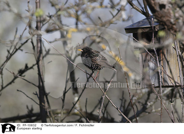 European starling / FF-10832