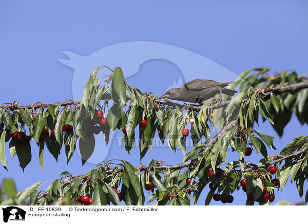 Star / European starling / FF-10839