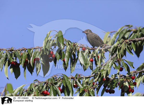 European starling / FF-10840