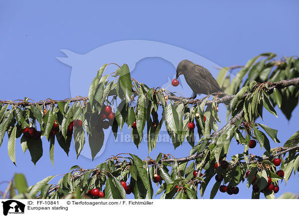 European starling / FF-10841