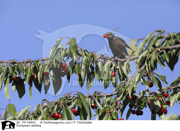 European starling / FF-10842