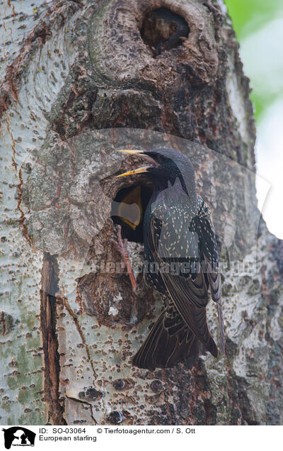 European starling / SO-03064
