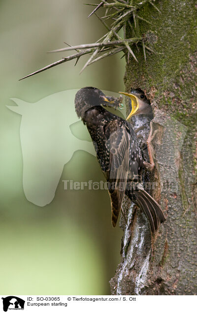 European starling / SO-03065