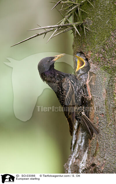 European starling / SO-03066