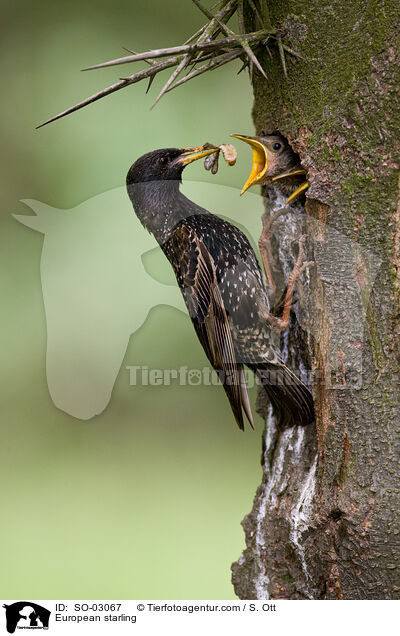European starling / SO-03067