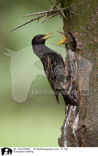 European starling / SO-03068