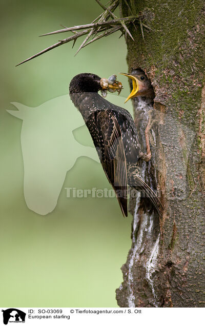 Star / European starling / SO-03069