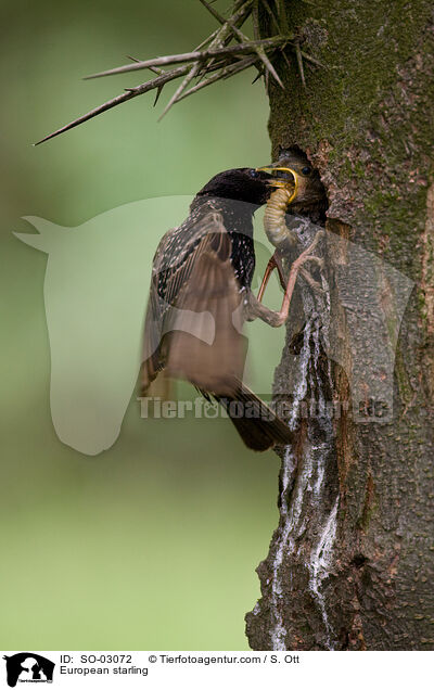 Star / European starling / SO-03072