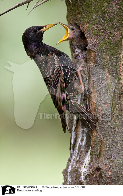 European starling / SO-03074