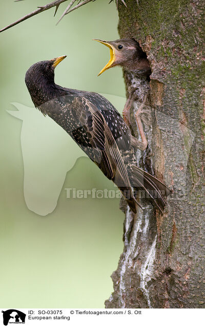 European starling / SO-03075