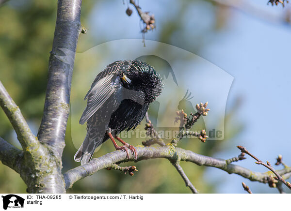 starling / THA-09285