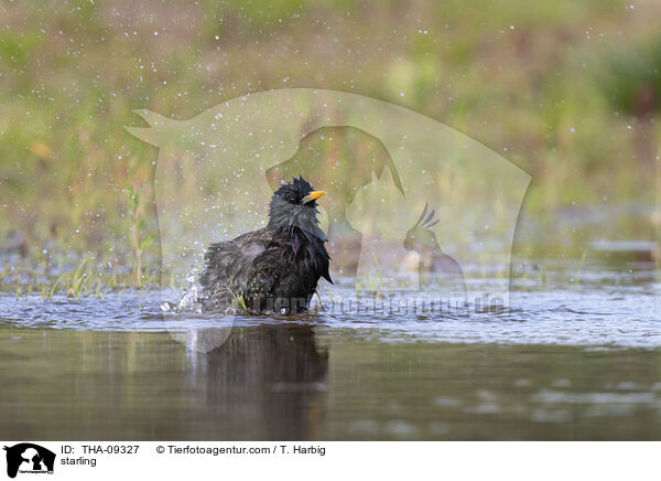 Star / starling / THA-09327