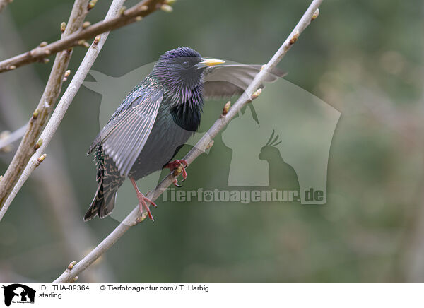 starling / THA-09364