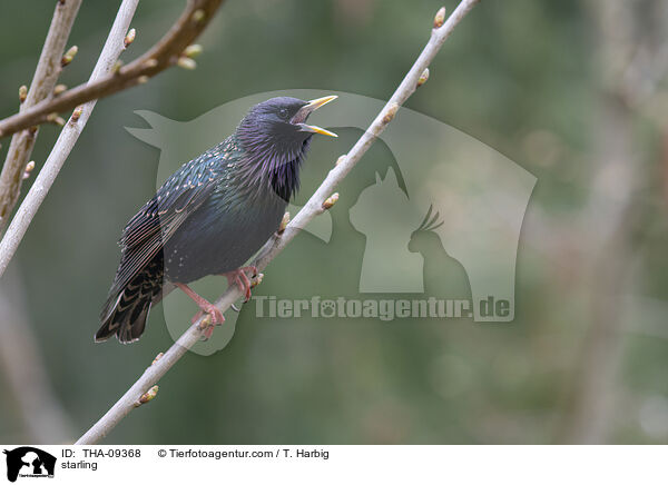 starling / THA-09368