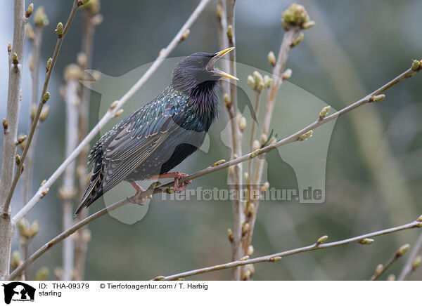 starling / THA-09379