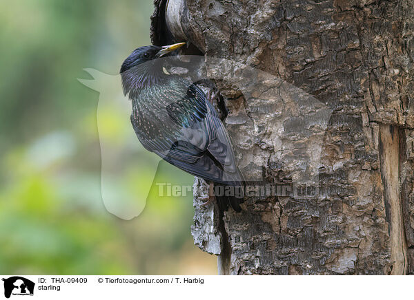 starling / THA-09409