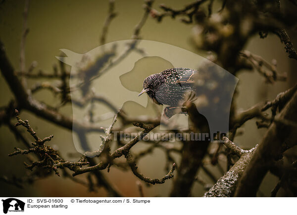 Star / European starling / SVS-01600