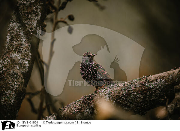 European starling / SVS-01604