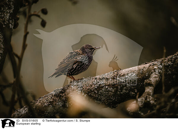 European starling / SVS-01605
