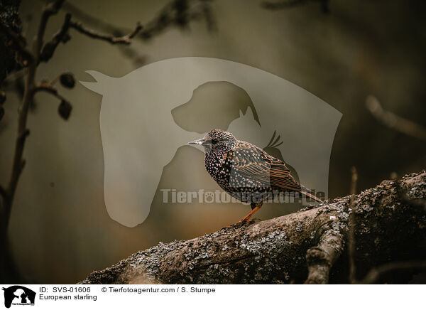 European starling / SVS-01606