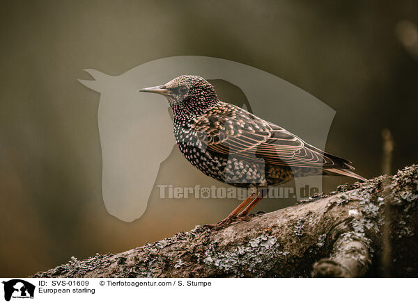 European starling / SVS-01609
