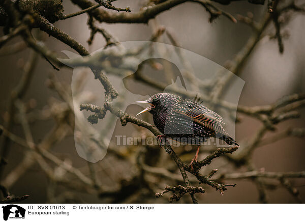 Star / European starling / SVS-01613