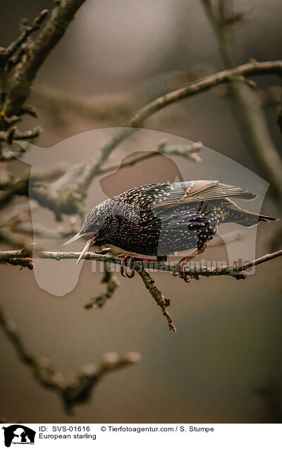 Star / European starling / SVS-01616