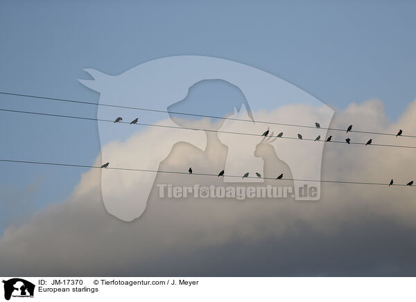 Stare / European starlings / JM-17370
