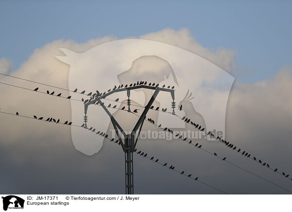 Stare / European starlings / JM-17371