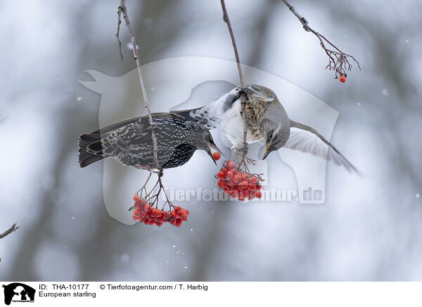 Star / European starling / THA-10177
