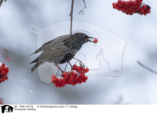 European starling / THA-10178