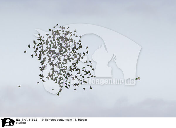 Star / starling / THA-11562