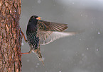 starling
