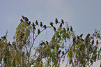 flock of birds