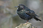 European starling