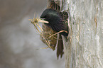 European starling