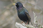 European starling