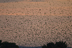European starlings