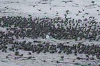 European starling