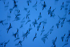 European starlings
