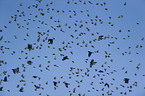 European starlings