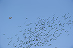 European starlings