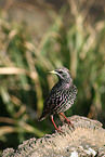 European starling