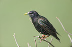 European starling