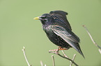 European starling
